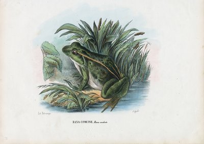 Edible Frog, 1863-79 by Raimundo Petraroja